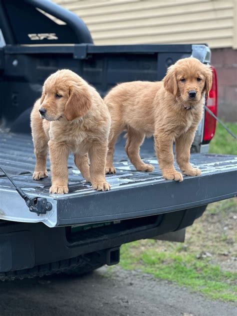 Nek backwoods goldens. Infinity Goldens is a small, in-home, breeding program specializing in English Cream Golden Retrievers and English Cream Goldendoodles. We strive to provide our customers with well socialized, intelligent, healthy and structurally sound puppies. Located in the Northeast corner of Iowa in the small town of Decorah, the dogs truly have a blast ... 