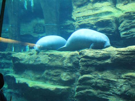 Nekokitty18 Onlyfans Leaked [PPV] 💦 103 Photos