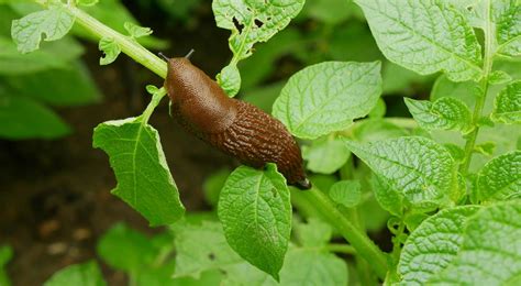 Nematode discovered by scientists to prevent crop damage by invasive