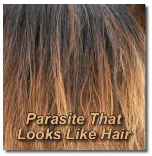 Lice usually look grayish-white or tan in color, though they can 