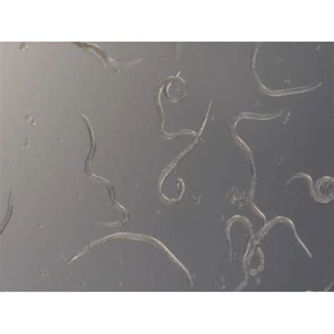 Nematoder sorgmyggor.