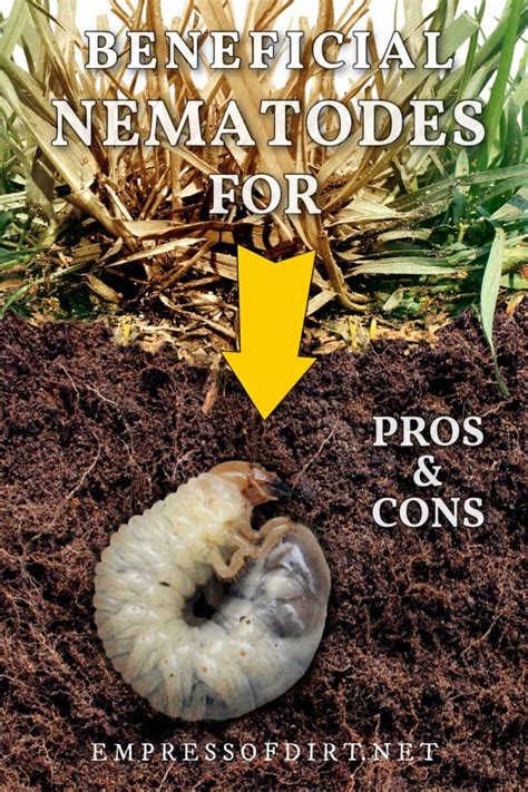 Nematodes for grubs. Make cuts 6 to 12 inches long and about 3 inches deep on three sides of a patch of grass. Peel back the turf and look for grubs. Check several areas and estimate the number of grubs per square foot of your lawn. Once you've finished checking for grubs, replace the turf. Having five or fewer grubs per square foot … 