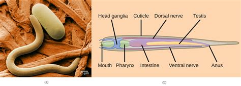 descriptive names for nematode parasites of vertebra