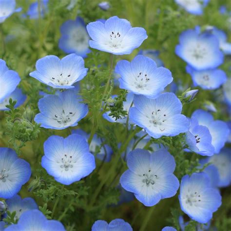 Nemophila menziesii - North Carolina State University