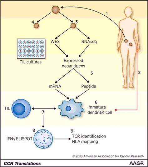 Neoantigens in Ovarian Cancer: Embarrassment of Riches or …