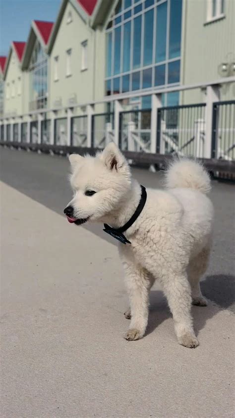 Nepali gharma chikeko.  &lsquo;अब तिमीले मलाई चिकार...