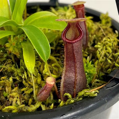 Nepenthes Bill Bailey 13cm - Springvale Garden Centre