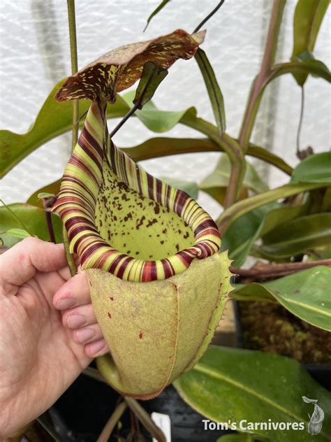 Nepenthes Veitchii X Burbidgeae Earth&Jungle