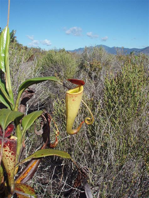 Nepenthes madagascariensis - Wikipedia