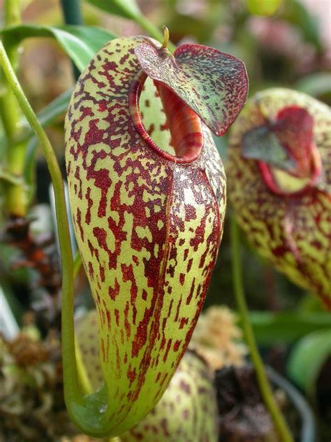 Nepenthes petiolata Very Rare Tropical Carnivorous Pitcher Plant …