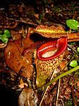 Nepenthes talangensis - Wikipedia