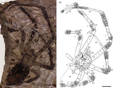 Nephila jurassica. The sole araneomorph fossil representative used in the analysis was the nephilid, Nephila jurassica, from the Middle Jurassic, which placed a minimum age of 165 MYA for the nephilid-araneid split (Selden et al., 2011). 