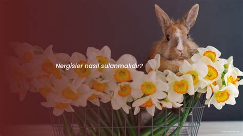 Nergisler Halı ve Koltuk Yıkama