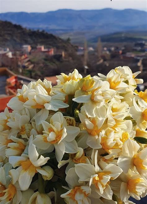 Nergiz Halı ve Koltuk Yıkama