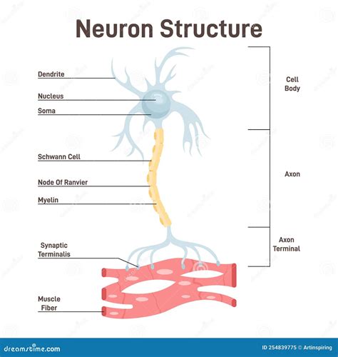 Nerve Cell Diagram With Parts Nervous System