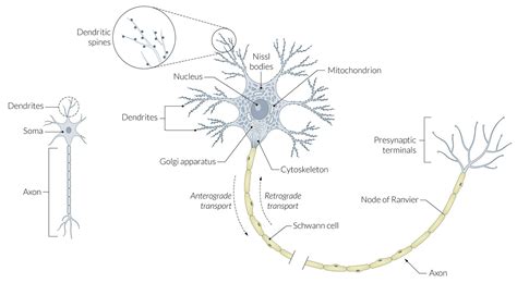 Nerve tissue, synapses, and neurotransmitters - AMBOSS