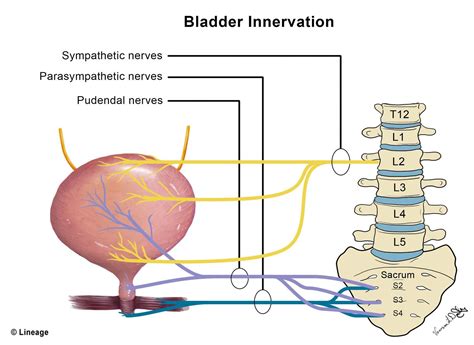 Nerves that control bladder and bowel function