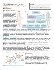 Nervous Lab Answers System