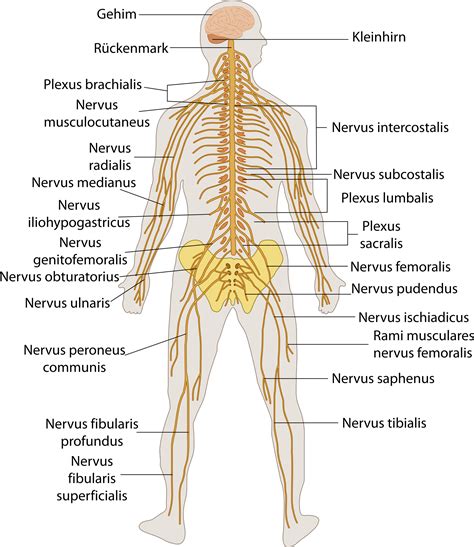 Nervous System - Anatomy & Physiology Socratic