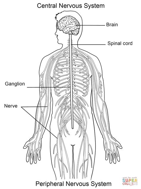 Nervous System Coloring Worksheet