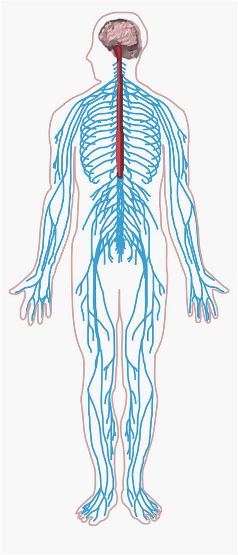 Nervous System Diagram Drawing A Diagram Of Leech Nervous System