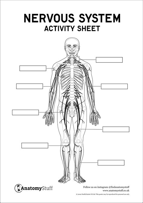 Nervous System Labeling Worksheet