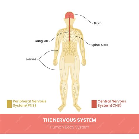 Nervous System Main Parts