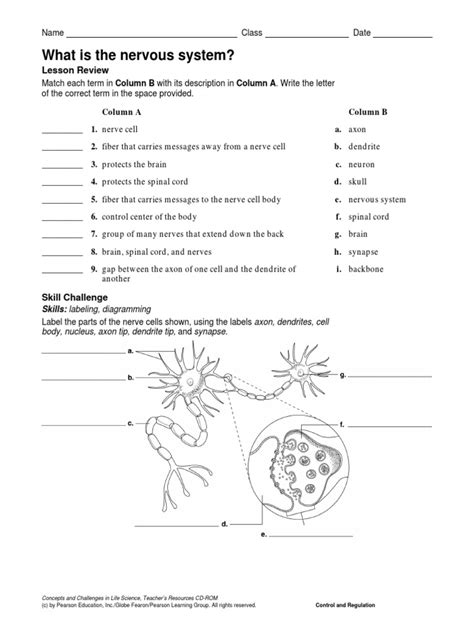 Nervous System Worksheet Pdf
