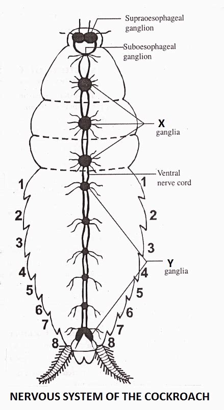 Nervous System of Cockroach: Anatomy and Functions