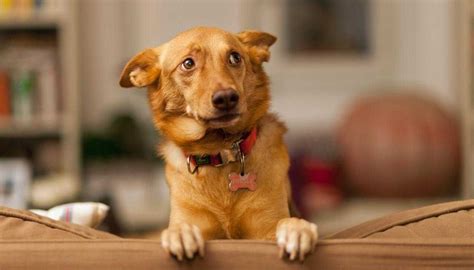 Nervous dog. 1 / 12. Veterinarians share 11 ways you could be stressing out your dog without realizing it ©Shutterstock. Everyday activities pet owners do may … 