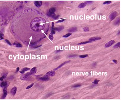 Nervous tissue under microscope.  At high magnification, note the elongate nuclei of Schwan...