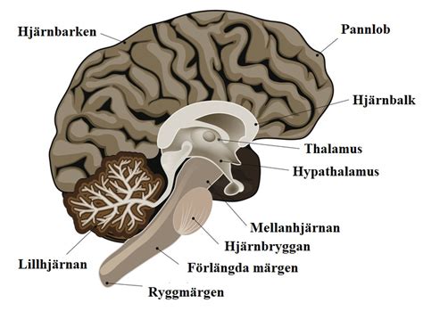 Nervsystemet – Ugglans Biologi