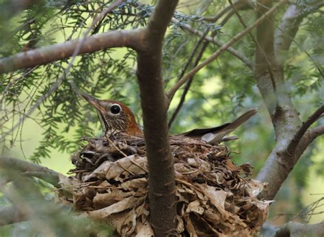 Nest Building BirdNote