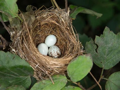 Nest indigo. Indigo Bird Nest and Eggs, Color Plate, Vintage Book Page Print, Unframed Print, 10.5 x 13 in, Nature Print, Ornithology Print (1.9k) $ 8.00. Add to Favorites Indigo Bunting Flag, Garden - Welcome to our Nest Garden Flag (4.3k) $ … 