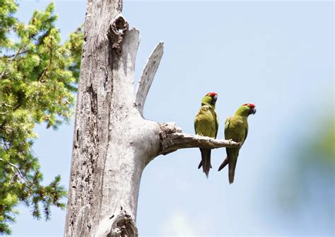 Nesting Biology of Thick-billed Parrots - University of New Mexico