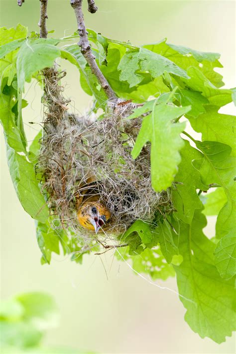 Nests In Hanging Plants - Mass Audubon