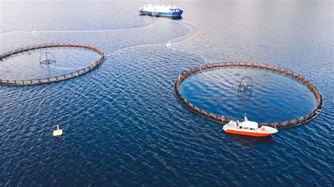 Net Fishing: Unlocking the Potential of Sustainable Seafood Production