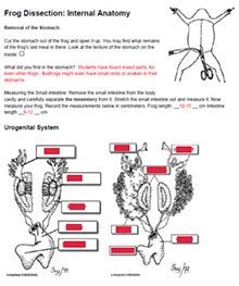 Netfrog Dissection Answer Key