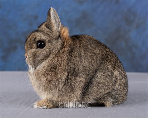 Netherland dwarf show
