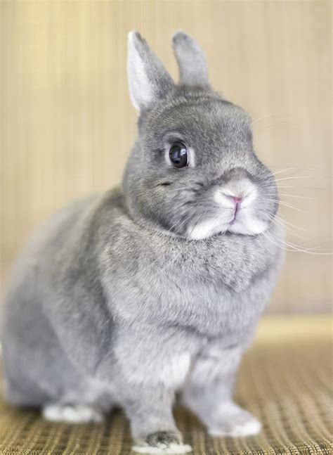 Netherlands Dwarf (Coloured) Rabbits Netherlands Dwarf