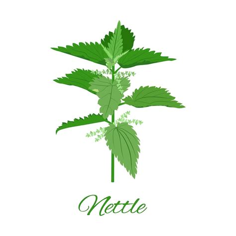 Nettle Vector