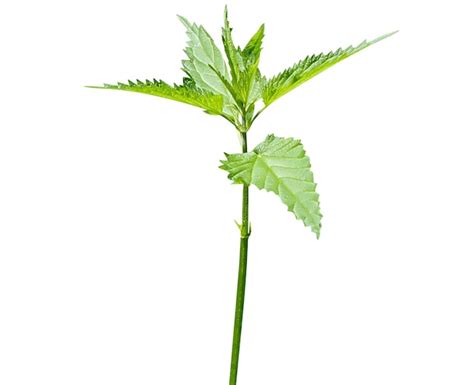 Nettle sting of Urtica dioica for joint pain — an exploratory study of this complementary therapy …