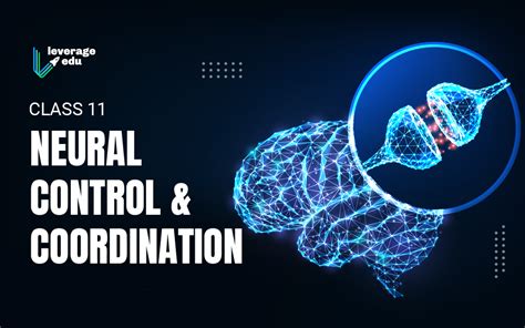 Neural Control and Coordination
