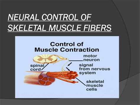 Neural Control of Skeletal Muscle--Skeletal Muscle Reflexes