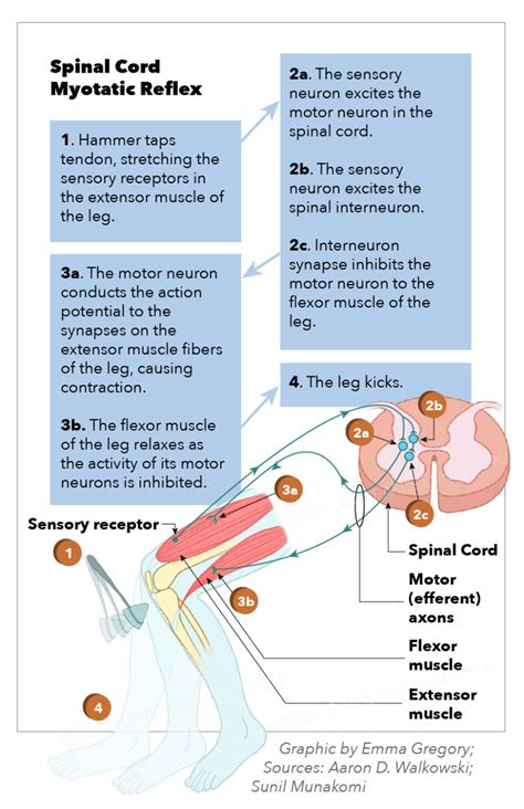 Neuroanatomy, Motor Neuron - StatPearls - NCBI Bookshelf