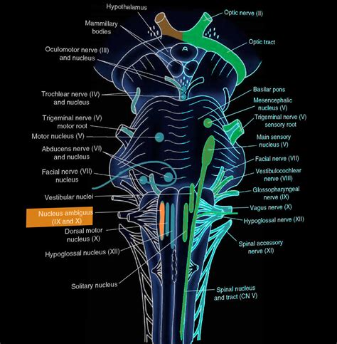 Neuroanatomy, Nucleus Caudate Article - StatPearls