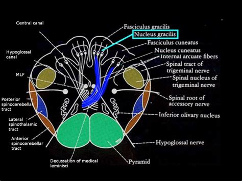 Neuroanatomy, Nucleus Gracilis - StatPearls - NCBI …