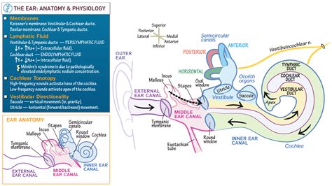 Neuroanatomy of Ear