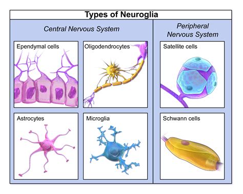 Neuroglia çeşitleri