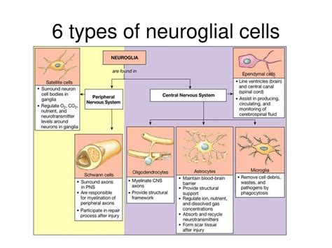 Neuroglial Cells Structure and Functions